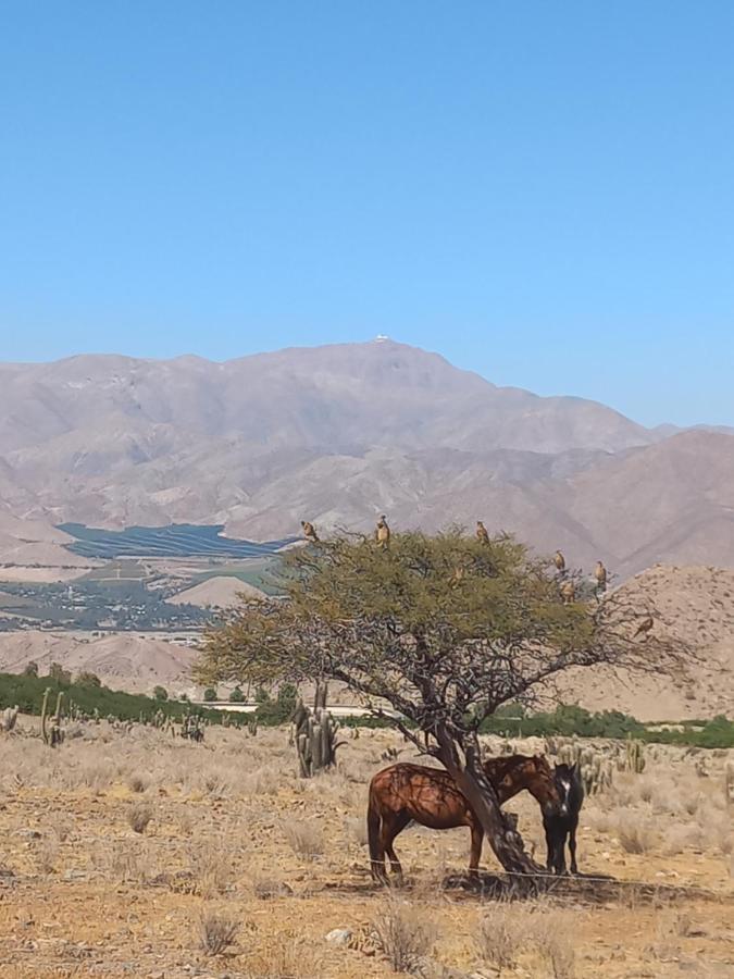 Campo De Cielo Mamalluca Valle De Elqui Vicuña Exteriör bild